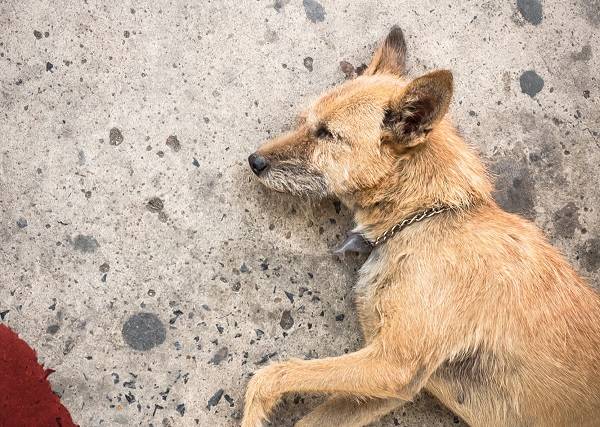 반려동물 응급상황에는 초 단위로 생사가 갈리는 만큼 보호자의 신속한 대처가 요구된다. /사진=게티이미지뱅크