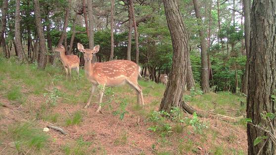 전남 영광군 안마도에서 개체 수가 급증한 꽃사슴. 환경부 제공