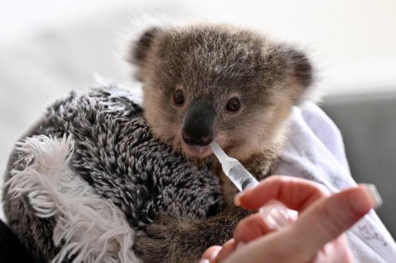 An orphaned koala is seen during feeding time at a center in Sydney on Oct. 15, 2024. [AP/YONHAP]