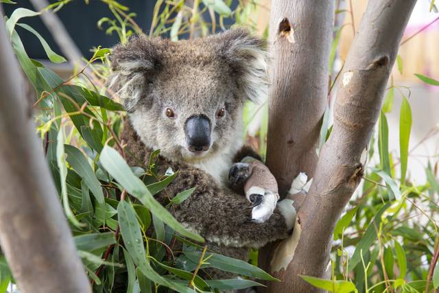 지난 4월 6일 호주 멜버른 동물원의 동물 진료소 부근에서 발에 붕대를 감은 코알라 한 마리가 껌나무에 앉아 있다. 신화통신 뉴시스