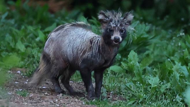지난 24일 오후 인천시 연수구 송도동 수변 산책로에서 ‘개선충’에 감염된 것으로 보이는 너구리가 이동하고 있다 [연합]