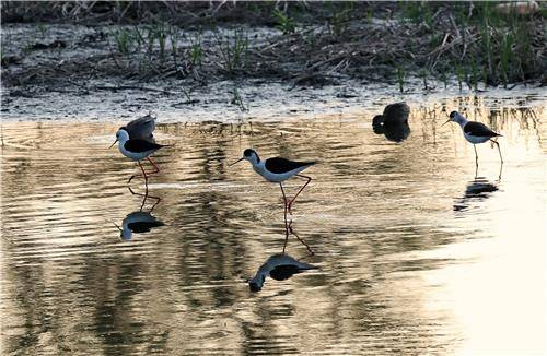 어스름한 저녁 먹이 활동하는 장다리물떼새 [촬영 유형재]