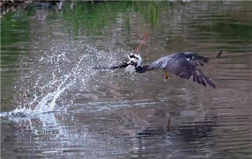장다리물떼새 사냥에 성공한 매 [촬영 유형재]