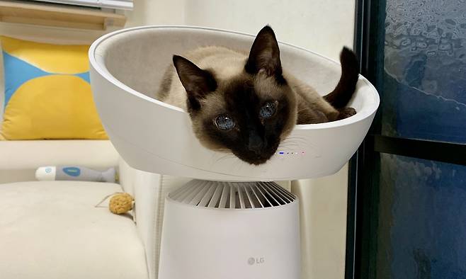 LG에어로캣타워에 오른 고양이 춘심 [촬영 한지은]