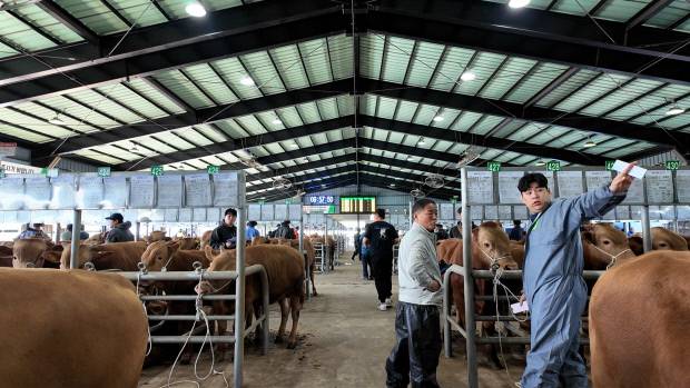 28일 오전 보성군 보성가축시장에서 우시장이 열려 송아지 318마리가 출하됐다. 축산 농가 농민들이 경매에 참여해 소를 살펴보고 있다.