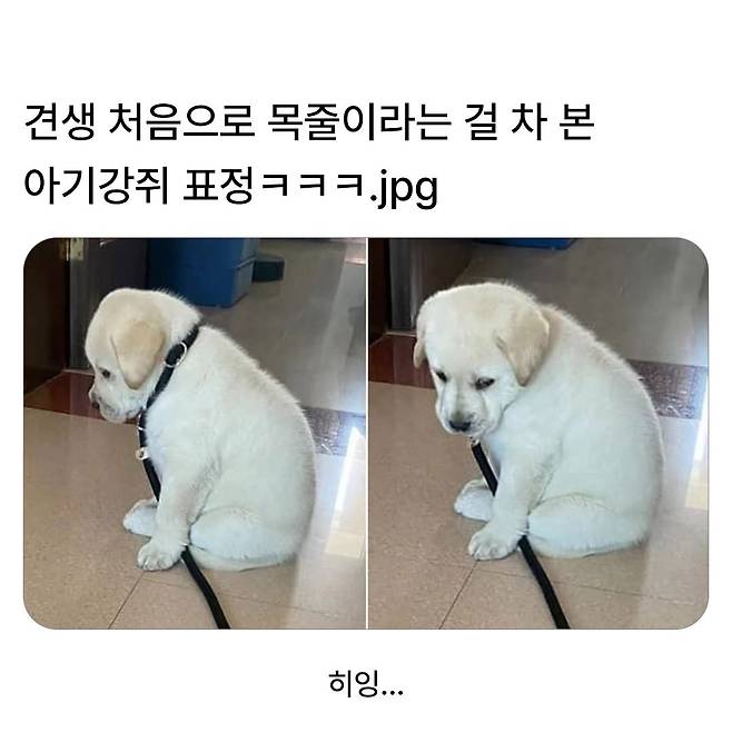 처음으로 목줄찬 강아지 표정