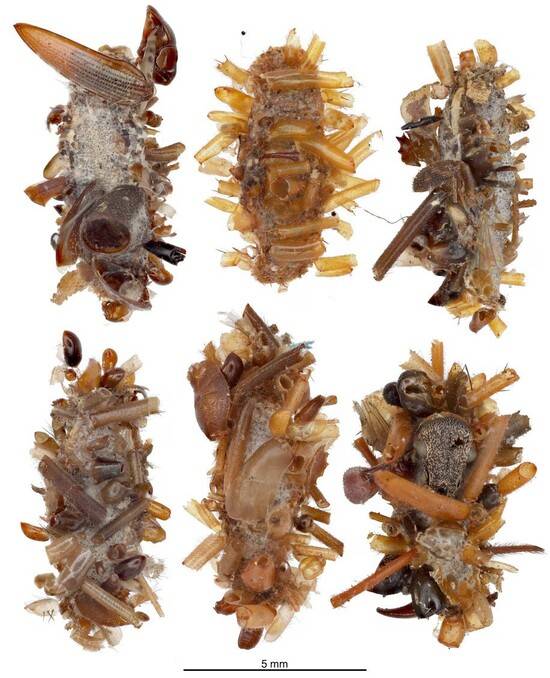 ‘뼈 수집가’의 이동형 ‘집’. 곤충의 사체, 거미 껍질 등이 붙어있다. 대니얼 루비노프/하와이대 마노아캠퍼스 제공