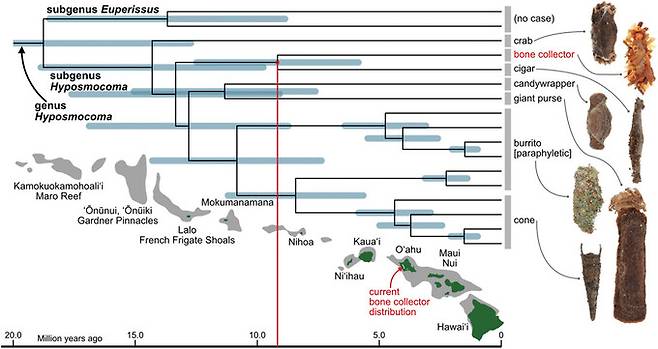 히포스모코마속의 분자 계통도. 38개 유전자와 8만2875개의 정렬된 염기쌍포스모코마속의 분자 계통도. 38개 유전자와 8만2875개의 정렬된 염기쌍을 기반으로 작성됐다. ‘뼈 수집가’와 다른 애벌레 한 종만 육식성을 지닌다. 현재 하와이 섬에서 오직 오하우섬에서만 ‘뼈 수집가’가 관찰된다. 대니얼 루비노프/하와이대 마노아캠퍼스 제공