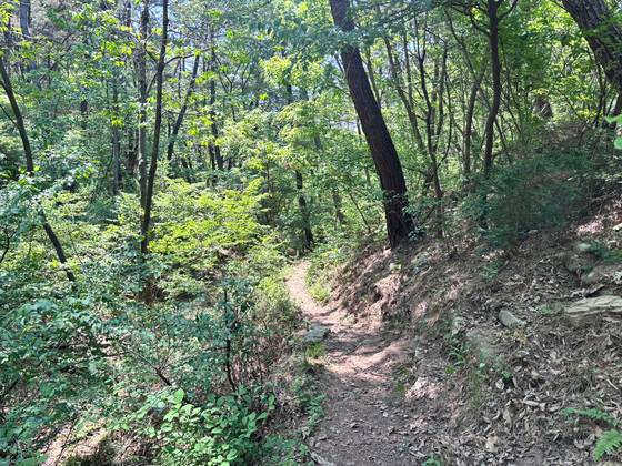 29일 낮 12시 대구 북구 노곡동 함지산. 농로를 따라 걷다가 좁은 산길을 타고 올라가면 발화예상지점이 나온다. 불길은 산 초입까지는 내려오지 않았다. 대구=백경서 기자
