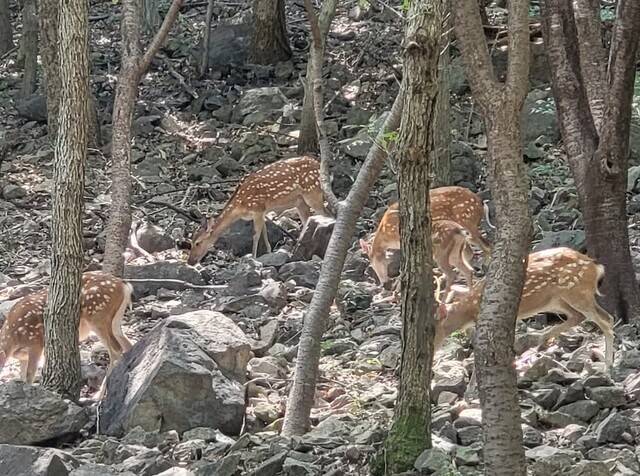 전남 순천시 봉화산에서 사는 꽃사슴 무리. 순천시