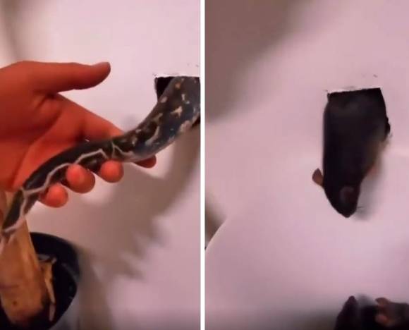 온라인 커뮤니티 레딧에 올라온 화제의 영상. 집 벽 구멍에 애완뱀을 투입하는 장면(왼쪽)과 불과 수 초 후 같은 구멍에서 황급히 탈출하는 집쥐의 모습(오른쪽). 레딧 캡처