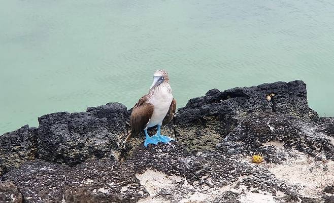 푸른발부비 새 [손라미 영사협력원 제공. 재판매 및 DB 금지]