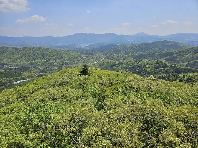 광릉숲 일대 [촬영 조승한]