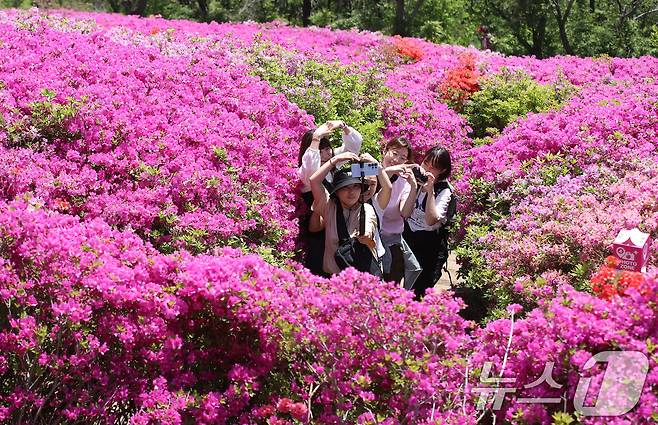 완연한 봄 날씨를 보인 30일 부산 부산진구 백양산 정상 애진봉 철쭉동산을 찾은 등산객들이 만개한 철쭉을 배경으로 사진을 찍고 있다. 2025.4.30/뉴스1 ⓒ News1 윤일지 기자