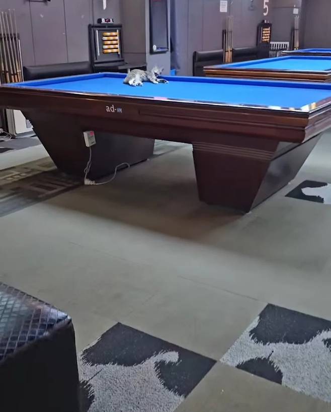 17459807120351.webp.ren.jpg 오해였던 당구장 홍보하기 위해 밖에 묶여져있던 고양이