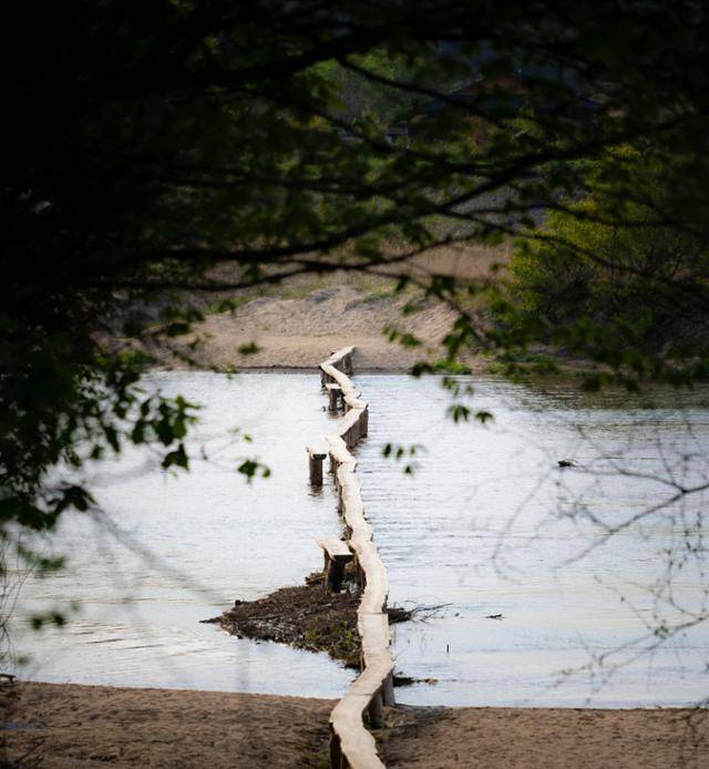 경북 영주시 무섬마을 둘레길의 나무가지 아래로 두 번째 외나무다리가 보인다.