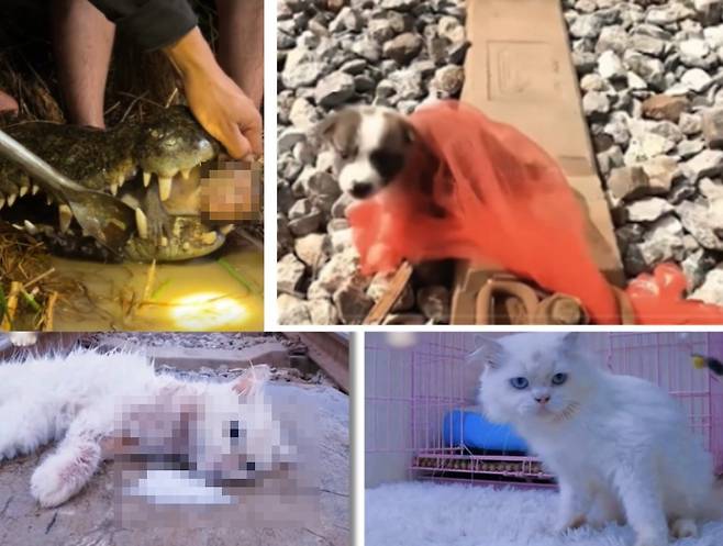 최근 SNS 상에서 기승을 부리는 동물학대성 콘텐츠 예시. 위기 상황의 동물을 구조하는 식으로 소개되지만 대다수는 위기 상황을 조작한 거짓 구조 영상이라는 지적을 받는다. SNS 갈무리