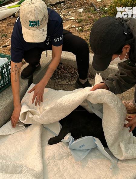 안타깝게 숨진 산불 피해견들도 많았다./사진=동물구조단체 위액트(@we.a.c.t)