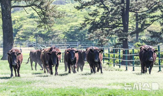 [제주=뉴시스] 우장호 기자 = 30일 오후 제주시 용강동 제주마 방목지에서 국가지정 천연기념물인 제주흑우 10마리가 방목되고 있다. 제주흑우는 기원전부터 제주에서 사육된 것으로 알려진 고유 재래종으로 2013년 7월 천연기념물로 지정된 이후 축산생명연구원에서 보호·관리되고 있다. 이번 시범 방목은 제주흑우의 보존가치를 높이고 도민과 관광객에게 제주의 독특한 목축문화유산을 소개하기 위해 처음 마련된 것이다. 2025.04.30. woo1223@newsis.com
