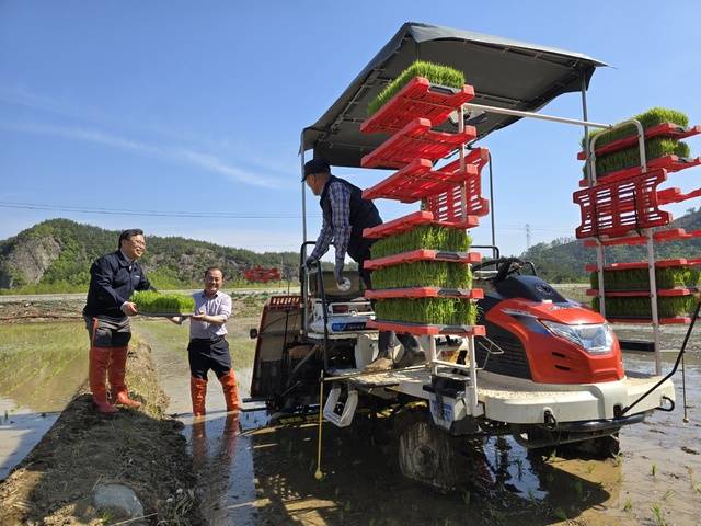 금석환 NH농협 삼척시지부장(왼쪽부터)과 민경영 강원 삼척 원덕농협 조합장, 서기창 원덕농협 드문모심기 협의회장이 4월30일 원덕읍 노경리에서 미국 수출용 삼척쌀의 올해 첫 모내기에 나섰다.