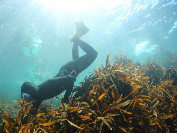 제주도가 세계중요농어업유산으로 지정된 제주해녀어업시스템 체계적 발전계획을 2026년부터 2030년까지 추진한다. 서울신문DB