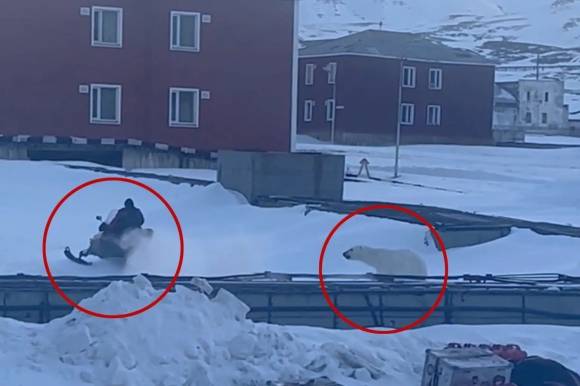 한 남성이 자신에게 북극곰이 달려들자 스노모빌을 타고 피하고 있다. 출처=레베카 바크