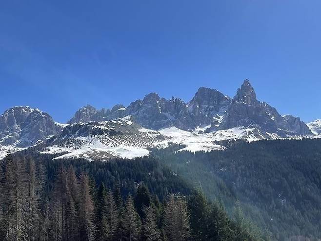 나무들의 생체 전기신호 소통 연구가 진행된 이탈리아 돌로미테 산맥 [Monica Gagliano/Southern Cross University 제공. 재판매 및 DB 금지]