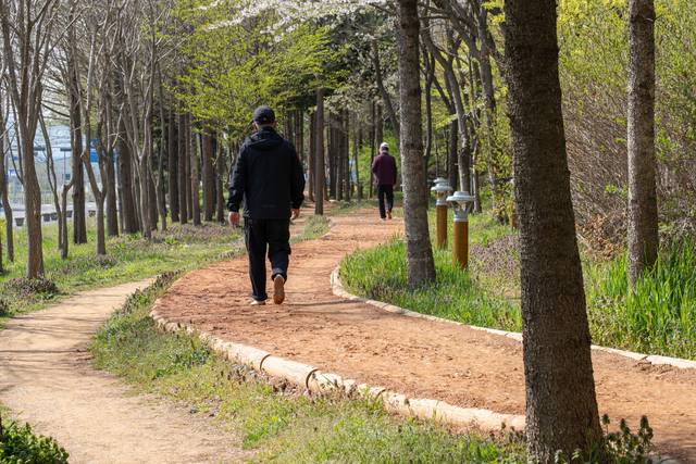 사진2) 수송동 71호 완충녹지에 조성 된 703m 길이의 황톳길. /군산시 제공