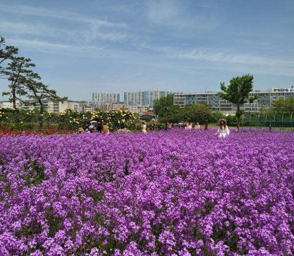 영천강변공원 보라유채꽃. 영천시 제공