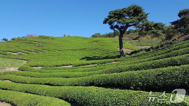화개동 야생차밭.(하동군 제공. 재판매 및 DB금지.)