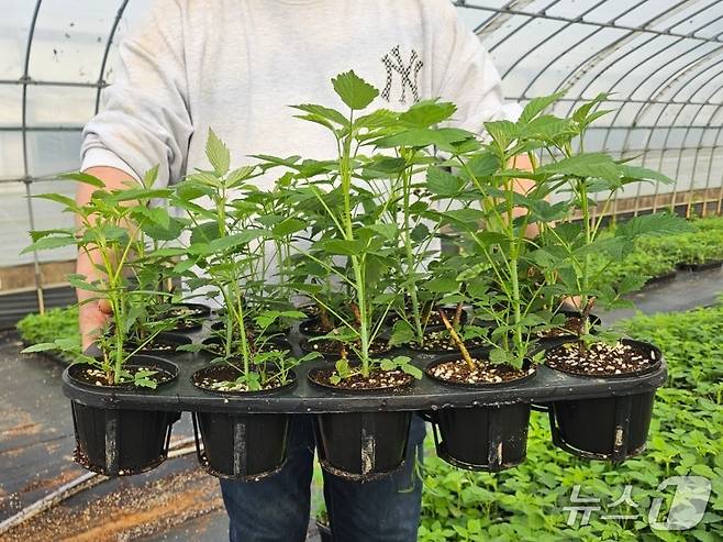 고창군이 자체생산한 복분자 건전묘를 지역 농가에 공급했다. 고창군이 자체 생한한 복분자 묘목(고창군 제공, 재판매 및 DB금지)