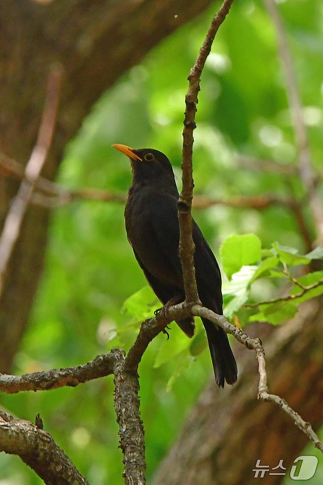 가정의 달 5월 첫 날인 1일 경북 경주시 황성공원애서 대륙검은지빠귀가 찾아왔다.  2025.5.1/뉴스1 ⓒ News1 최창호 기자