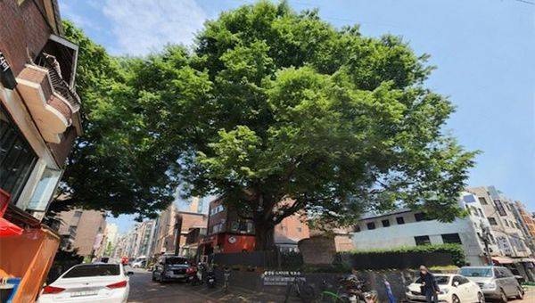 할아버지느티나무