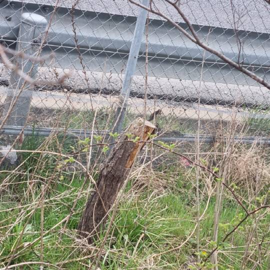 서산-태안 방향 4차선 도로변에 식재된 소나무 가로수 150여 주가 말라죽거나 뽑혀있는 가운데 관리마저 방치되고 있다. 독자 제공