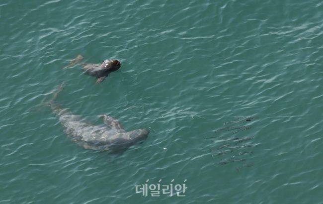 새끼 상괭이와 어미 상괭이가 먹이를 추적하는 영상. ⓒ국립공원공단