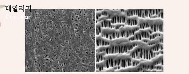 전자현미경으로 본 습식분리막과 건식분리막 (삼성SDI 제공)