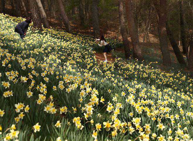 ‘서산 유기방가옥’ 수선화 풍경. 박미향 기자
