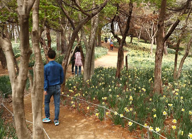 ‘서산 유기방가옥’ 수선화 풍경. 박미향 기자