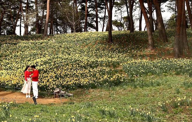 ‘서산 유기방가옥’ 수선화 풍경. 박미향 기자