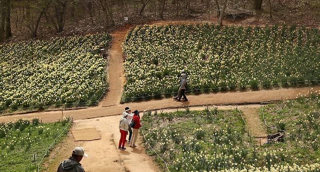 ‘서산 유기방가옥’ 수선화 풍경. 박미향 기자