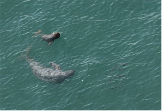 상괭이가 갓난 새끼와 함께 숭어떼를 추적하고 있다. / 사진=국립공원공단