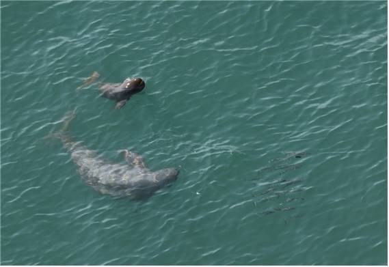 '웃는 고래'로 불리는 상괭이와 새끼가 숭어떼를 추적하고 있다. 연합뉴스