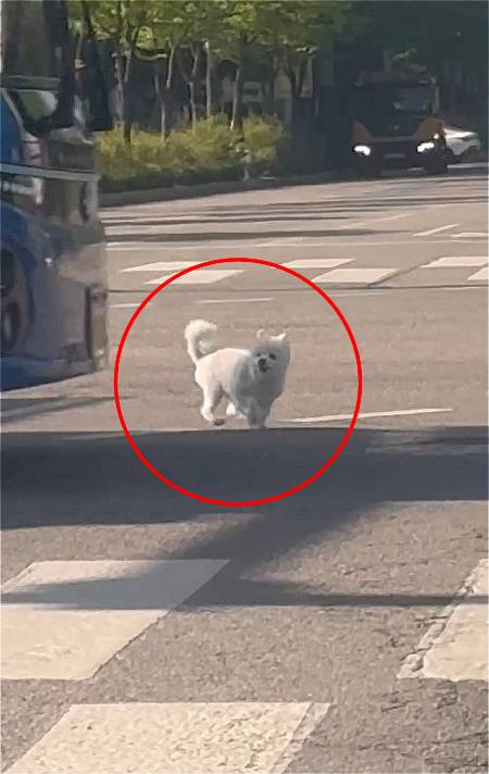 차창 밖으로 떨어진 하얀 강아지가, 위험천만하게 차도를 배회하고 있다./사진=스레드(@rj_0723)