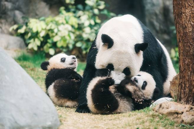 홍콩오션파크 [이상 홍콩관광청 제공]