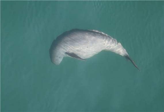출산시기가 다가온 만삭 상태 상괭이 모습(2025. 1. 16. 한려해상국립공원)[국립공원공단 제공]