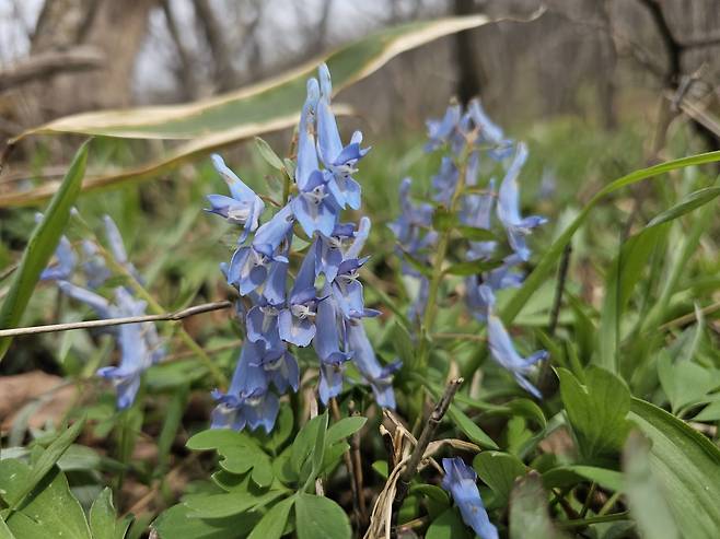 현호색 (소백산국립공원제공)