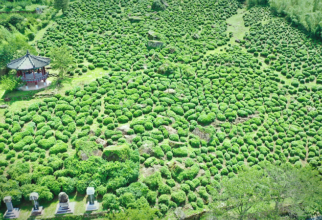 하동 야생차밭 전경. 한국관광공사 제공