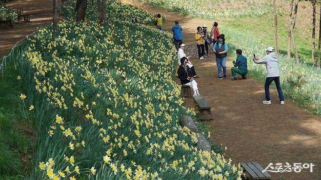 서산 유기방가옥 수선화꽃밭에서 사진을 찍는 관광객들. 개화 시기에 따라 차이가 있지만 보통 4월 30일까지는 수선화를 볼 수 있다 충남|김재범 기자 oldfield@donga.com