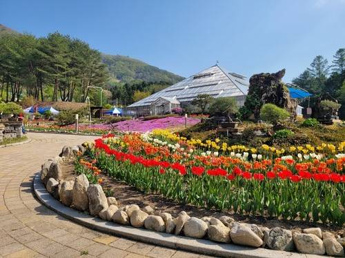 양구수목원 튤립축제 [양구군 제공. 재판매 및 DB 금지]