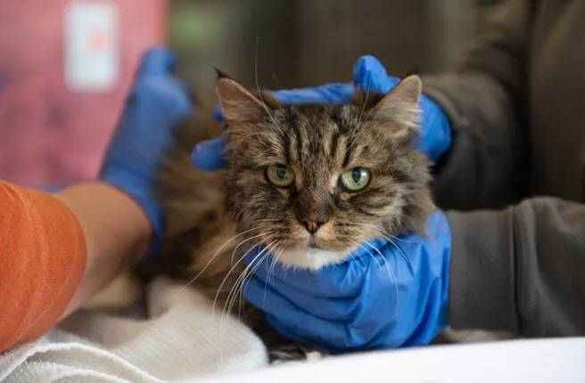 협곡 추락 사고에서 생존한 고양이 미라지. (사진=베스트프렌즈동물협회)